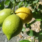 Yellow home grown lemons