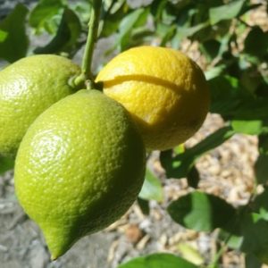 Yellow home grown lemons